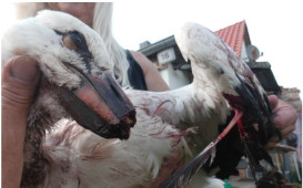 vogelsterben
