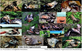 vogelsterben