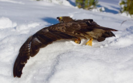 vogelsterben