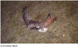 vogelsterben