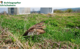 vogelsterben