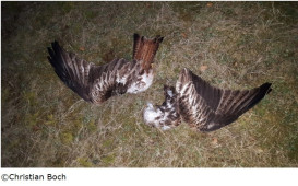 vogelsterben
