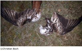vogelsterben