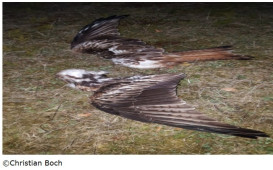 vogelsterben