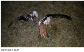 vogelsterben
