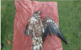 vogelsterben